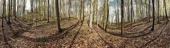 Im Schlangenwald